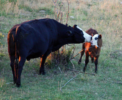 Mother cow kissing a calf