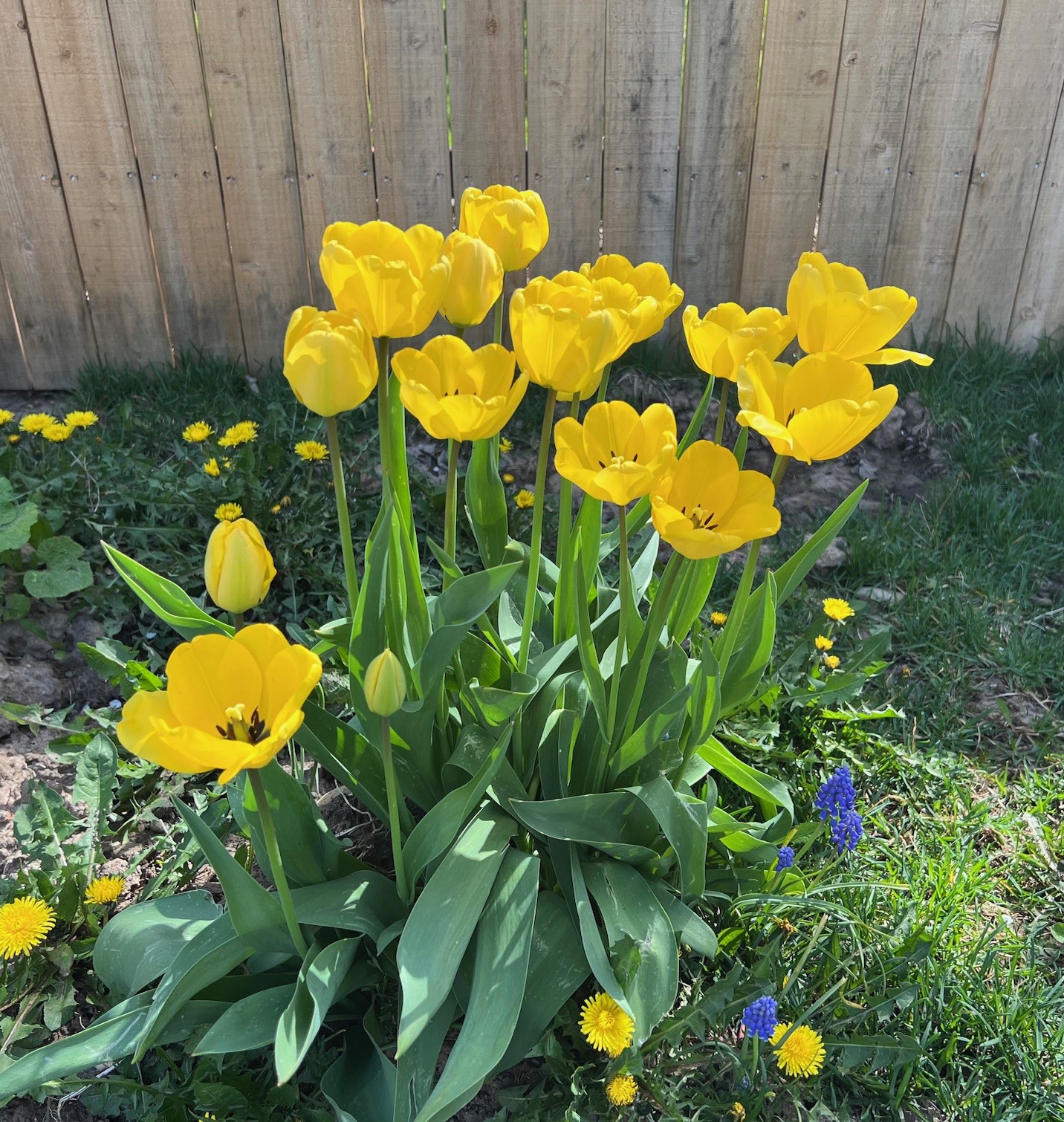 Yellow tulips, muscari, and dandelions